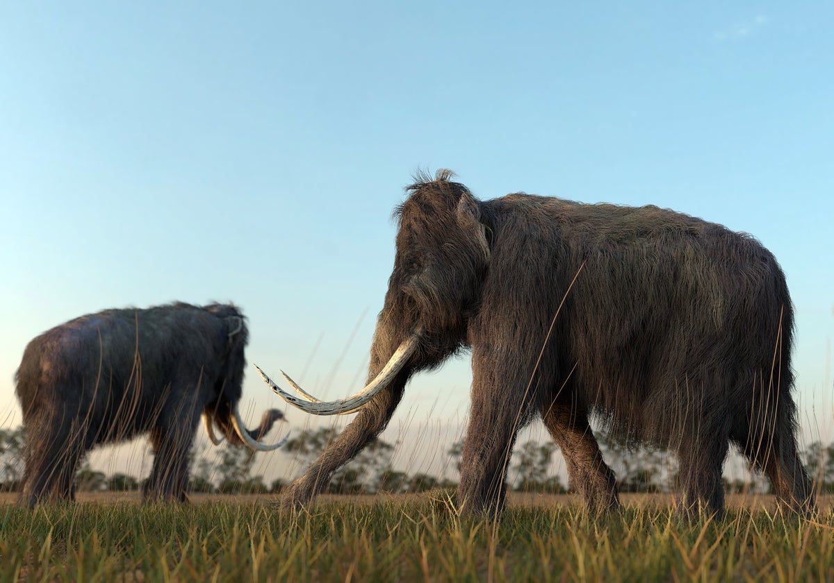 Surviving a Mastodon stampede | Network World