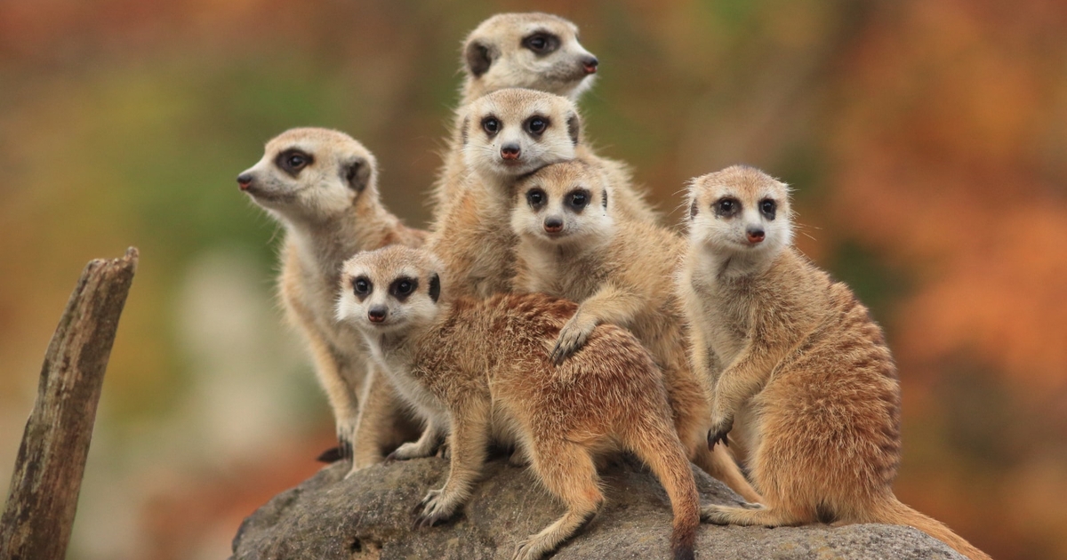 Muddling Meerkat Poses Nation-State DNS Mystery